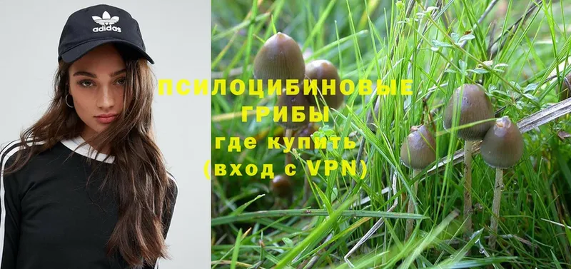 mega ссылки  как найти закладки  Пыталово  Псилоцибиновые грибы MAGIC MUSHROOMS 